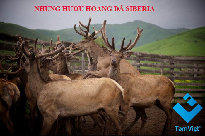 Rượu nhân sâm nhung hươu