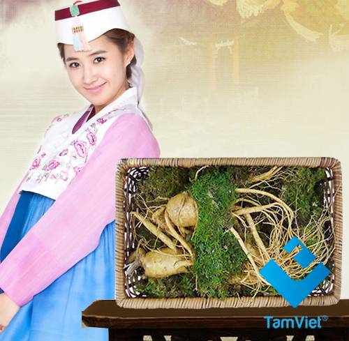 Dược thảo nhân sâm duy trì nét đẹp thanh xuân
